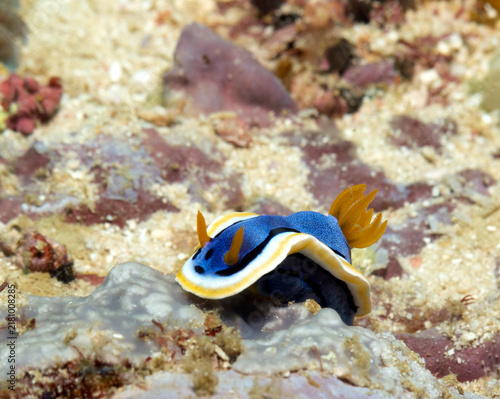 Obraz na plátně A Chromodoris Annae nudibranch crawling on corals Boracay Island Philippines