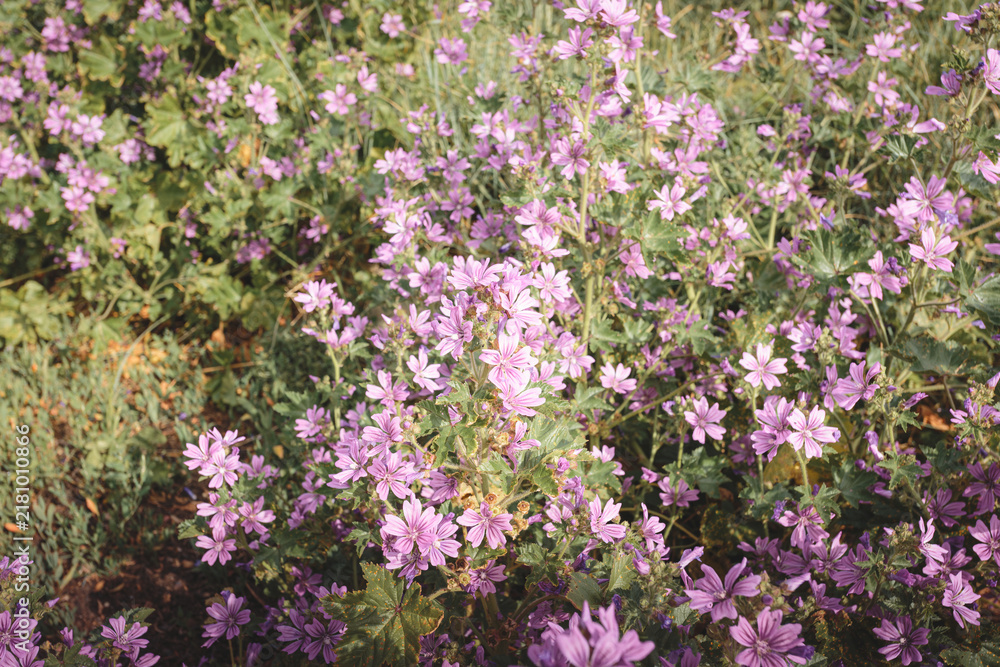 Obraz premium Common Mallow Wildflower Study Along Cambois Coast, Northumberland, Summer Sylvestris Blooms in Soft Coastal Light