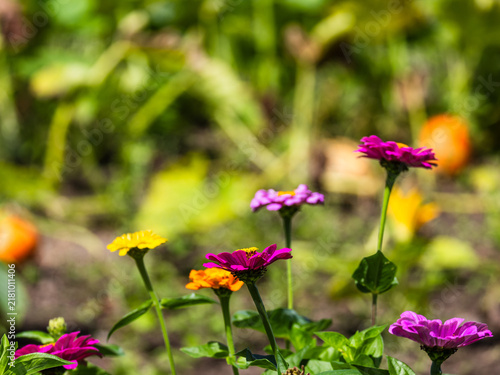Obraz na plátně Garden Fall Flowers