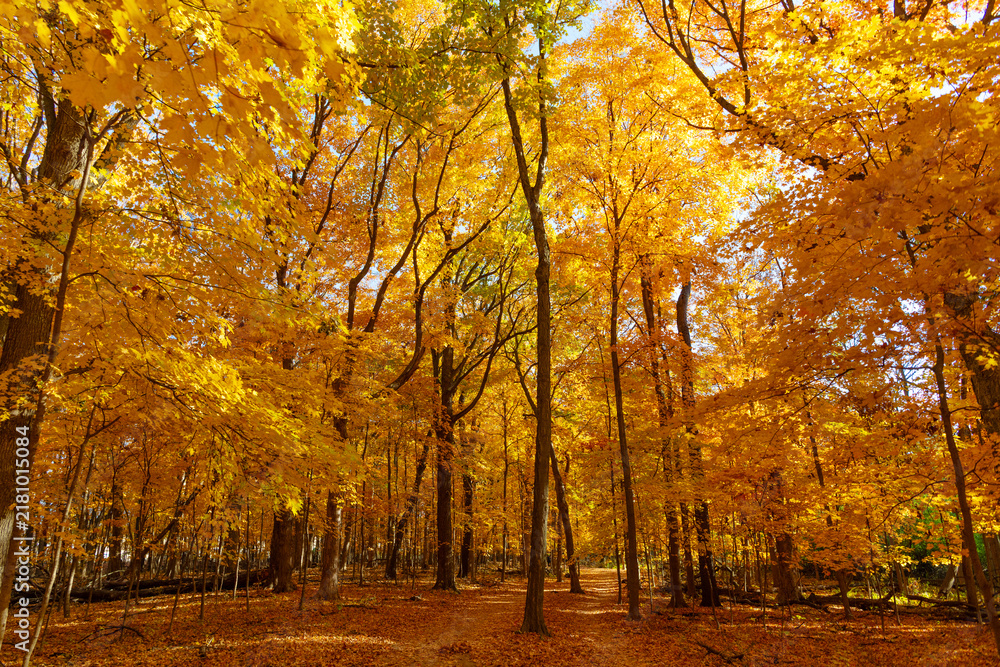 Fototapeta premium Autumn tree. Nature in fall season. Autumnal sunny day. Seasonal leaves on tree. Natural autumn leaves. Autumn beauty of nature. Fall season nature. Fall leaves of tree