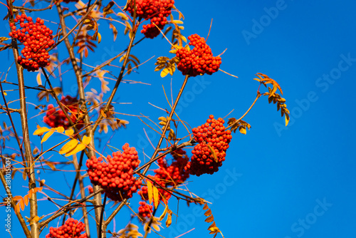 Fotografie Rowanberry orange color at the sun