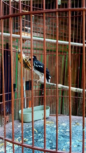 A black and white Asian pied starling perches on a wooden stick inside a tall rusty metal cage, pecking at a piece of yellow fruit attached nearby.