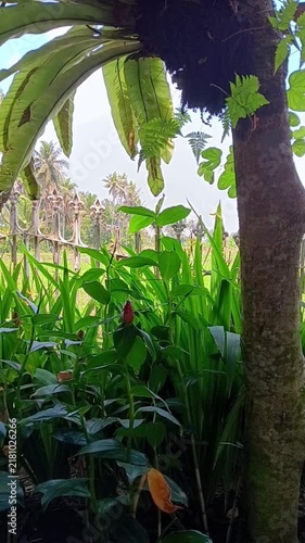 A large tree trunk with an epiphytic fern frames a tropical garden view featuring lush green foliage, a decorative metal fence, and distant palm trees under a bright sky.