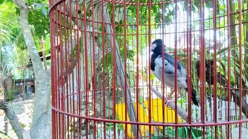 A black and white bird with an orange beak perches on a wooden stick inside a reddish-brown wire cage, with yellow containers and green trees visible in the background.