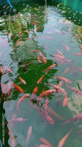Numerous small orange and white fish swim closely together in the murky greenish water of an artificial pond or aquaculture basin.