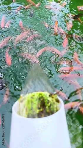 A white PVC pipe releases green algae into a pond where numerous orange koi fish swim near the surface among scattered air bubbles and ripples in the water.