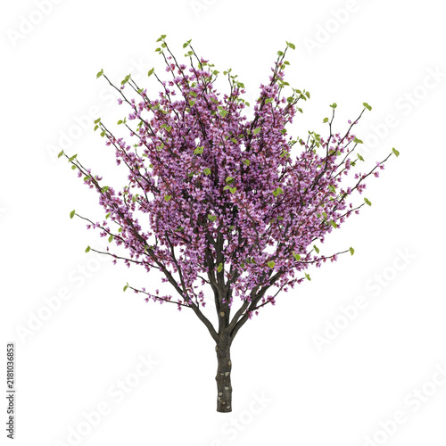 Eastern redbud tree with vibrant purple blossoms and small green leaves in full spring bloom isolated on a transparent background