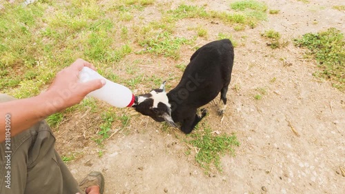 POV video of a farmer hand-feeding milk from a bottle to a cute newborn black lamb goat kneeling on the ground in a rural farm yard, animal care and livestock farming concept