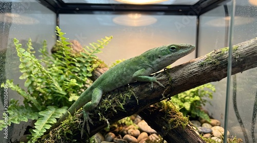 Naklejka iguana on a tree