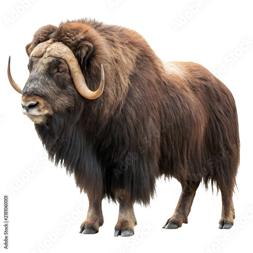 Full body muskox a with arctic animal, horned anima as PNG element