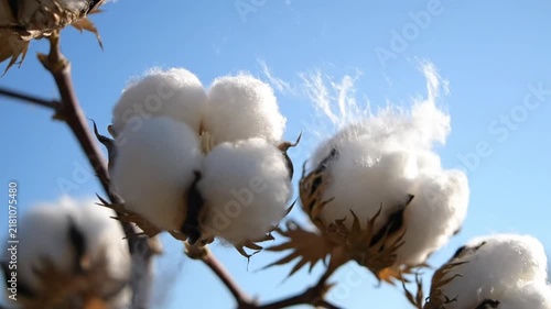 Close Up of Ripe Cotton Bolls on Plant outdoors against Blue Sky. 4K Video