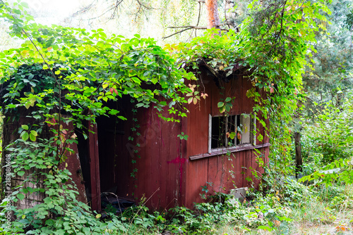 Картината върху платно Abandoned rustic wooden shack overgrown with lush wild vines in a deep forest, p