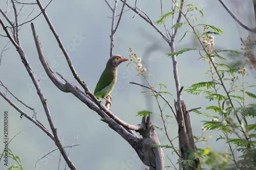 Photography Brown headed barbet perched on a tree branch amidst lush green foliage in natural habitat