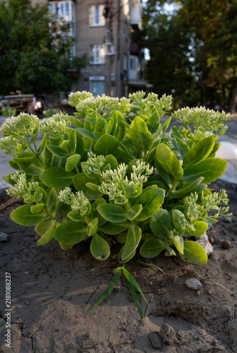 Foto Close-up view of a lush green stonecrop sedum bush with fleshy leaves and flower buds in an urban flowerbed for gardening themes