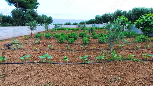 Agricultural vegetable garden beds with drip irrigation pipe system on rich soil, surrounded by olive trees with sea background in rural coastal farm, sustainable farming concept