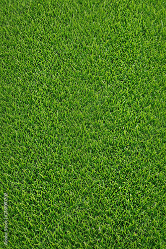 green fresh lawn grass background