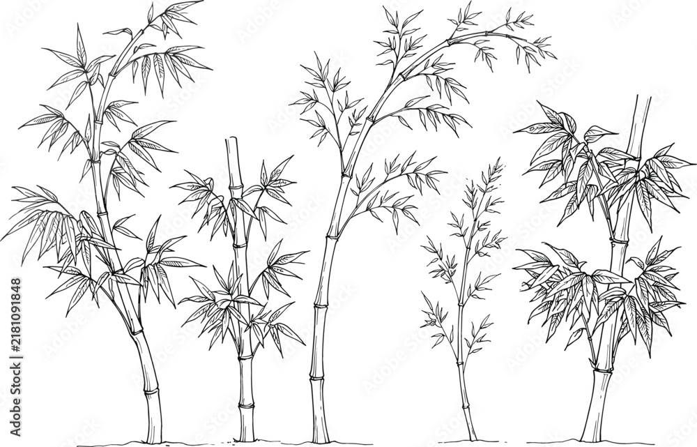 Fototapeta premium Hand drawn green bamboo trees and stalks vector illustration with line art oriental botanical nature elements