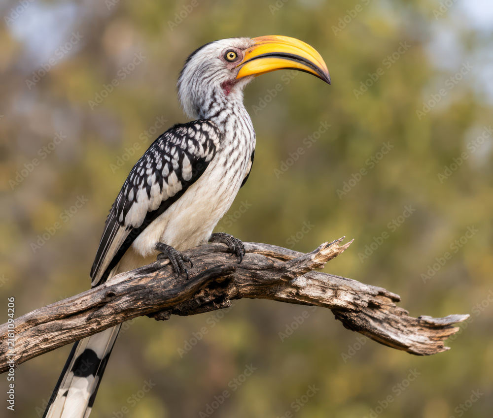 Obraz premium Southern Yellow-Billed Hornbill Perched on Tree Branch in African Savanna