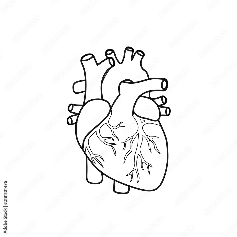 Fototapeta premium himan heart anatomi