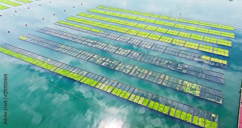 Aerial view of floating aquatic plant cultivation rafts in turquoise water beside a red wooden dock under bright sunlight.