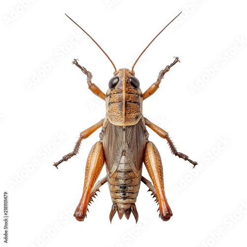 Brown cricket insect detailed macro view against white studio light for entomology studies