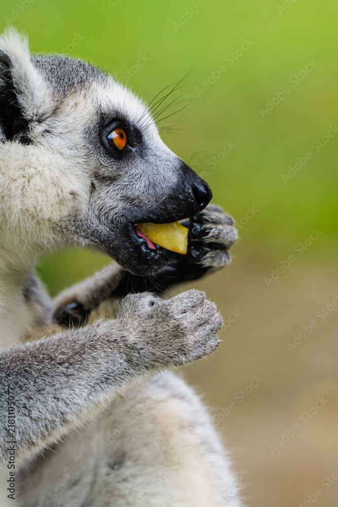 Obraz premium Close-up side view of a ring-tailed lemur eating, a primate holding and nibbling food, natural green background, high-quality wildlife photography