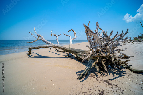 Foto Stunning coastal scenery showing a massive uprooted driftwood tree on a sandy be