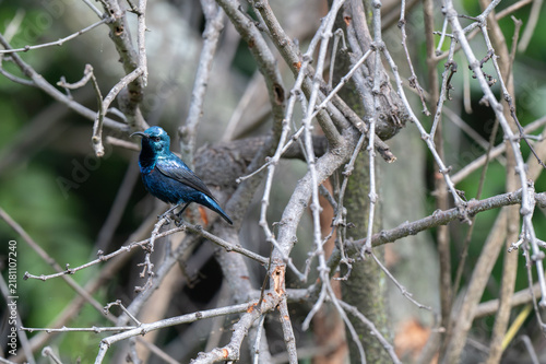 Photography A Purple rumped Sunbird perched upside down on a vertical vine with its curved beak pointed downward, set against a soft, natural green background
