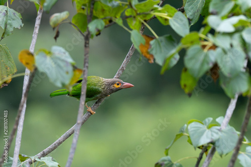 Photography Brown headed barbet perched on a tree branch amidst lush green foliage in natural habitat