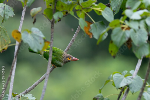 Photography Brown headed barbet perched on a tree branch amidst lush green foliage in natural habitat