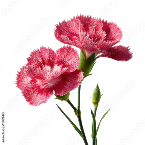 Pink carnation flowers with bud against bright lighting concept for growth and beauty