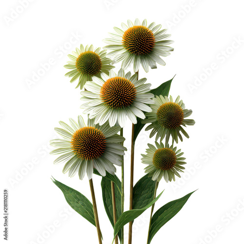White Coneflowers with Green Centers and Leaves in Soft Studio Lighting