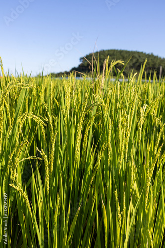 Konstfotografi Close-Up of Rice Grains Swaying in the Wind