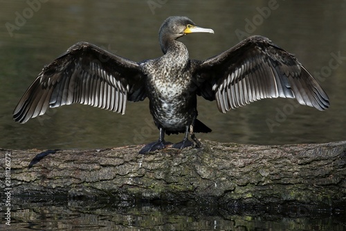 Great cormorant (Phalacrocorax carbo) standing on tree trunk in water drying its plumage, Schleswig-Holstein, Germany
