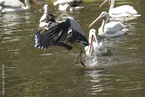 Grey heron (Ardea cinerea) snatches a fish from a australian pelican (Pelecanus conspicillatus), Vogelpark Walsrode, Lower Saxony, Germany