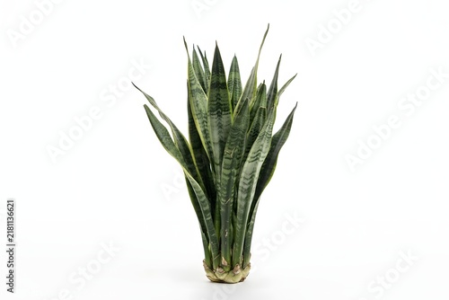 Snake Plant in a Pot