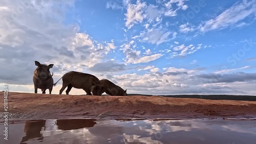 Group of wild warthogs grazing on sandy bank near water pool during sunset.