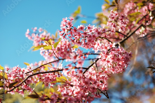 Konstfotografi Beautiful Blooming pink cherry blossoms flowers branch in the blue sky and brigh