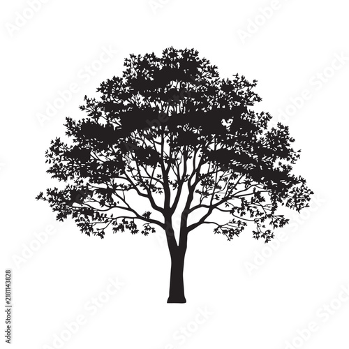 Tree Silhouette Against White Background Detailed Foliage