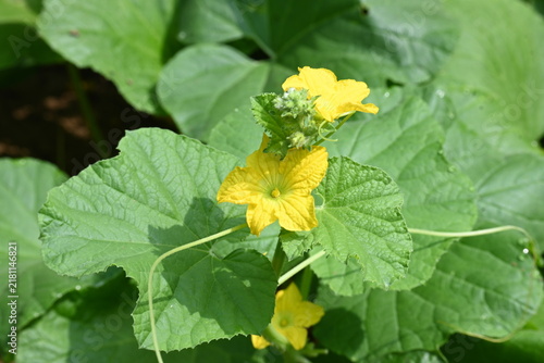 Obraz na plátně Armenian cucumber flower