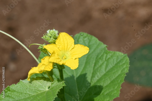 Картината върху платно Armenian cucumber flower
