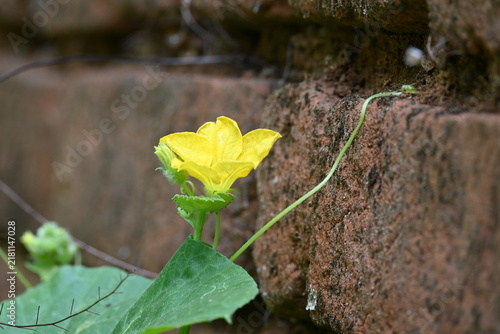 Картината върху платно Armenian cucumber flower