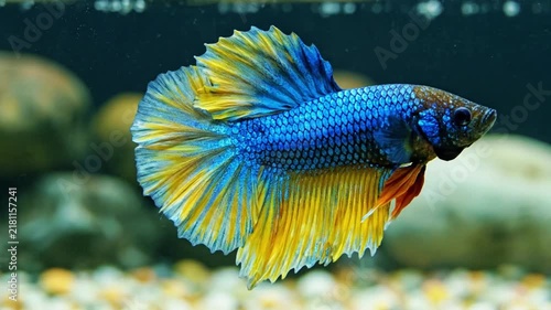 A beautiful blue and yellow betta fish swimming in an aquarium.