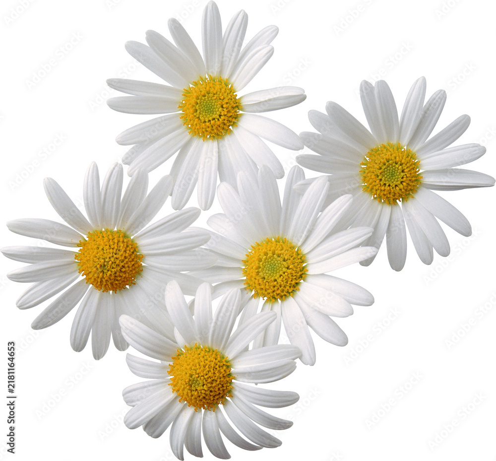 Fototapeta premium Close-up of white daisies with bright yellow centers arranged in a circular