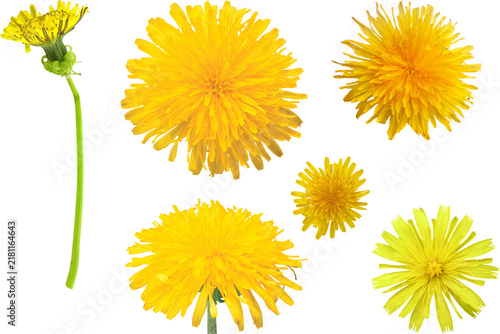 Fotografie Bright yellow sunflower blooms with green stems and leaves against a white