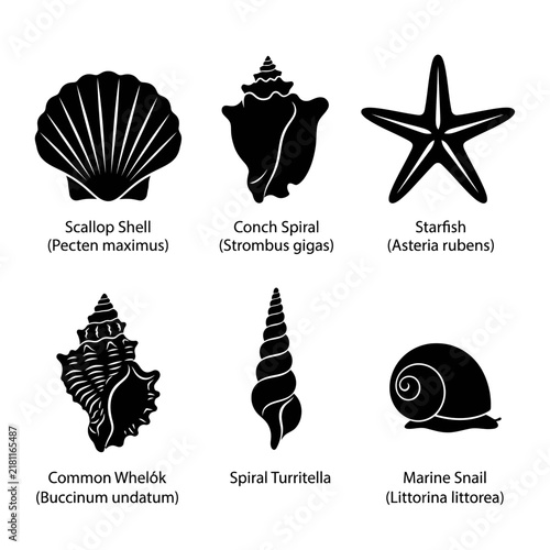 Set of black seashell and starfish icons on white background