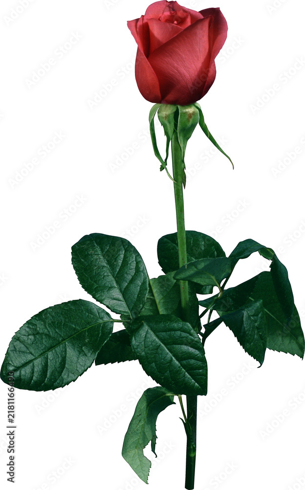 Obraz premium Single red rose with green leaves and stem against white background
