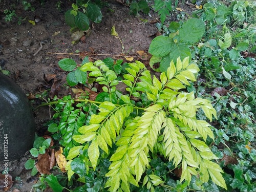 Fotografía Curry leaves sprout from a small shrub in a shaded garden area as the bright yellow-green pinnate foliage creates a sharp contrast against the dark soil and surrounding wild vegetation in the yard