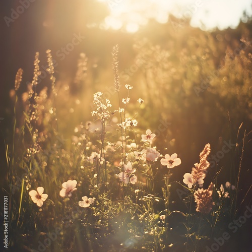 Golden Hour Blossoms in a Field.