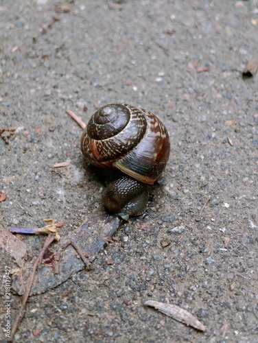Fotografie A small garden snail crawling slowly on pavement with snail shell